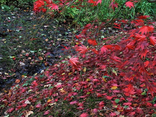 Bois des moutiers fall 2012 (28)